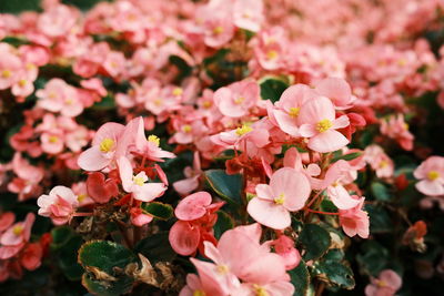 Close-up of pink flowering plants