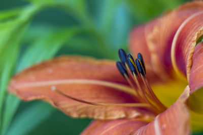 Close-up of red lily