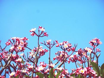 Low angle view of pink frangipani flowers blooming against clear blue sky