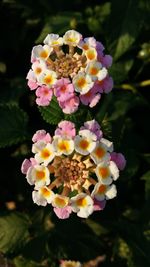 Close-up of yellow flower