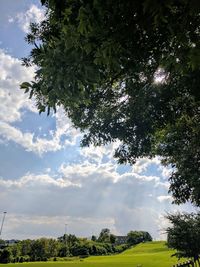 Low angle view of trees against sky