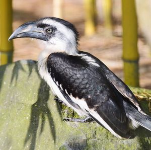 Close-up of bird perching outdoors