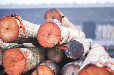 Close-up of stack of logs in sea