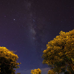 Low angle view of tree against sky at night