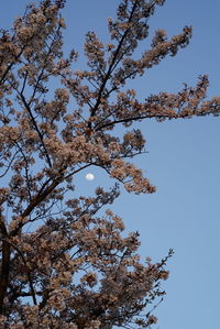 Low angle view of flowering tree against blue sky