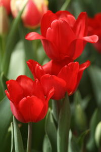 Close-up of red tulip