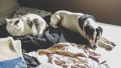 Close-up of a dog sleeping on bed