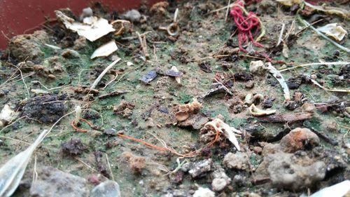 Close-up of plant against white background