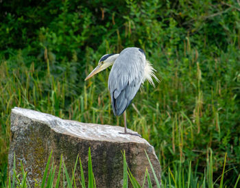 bird
