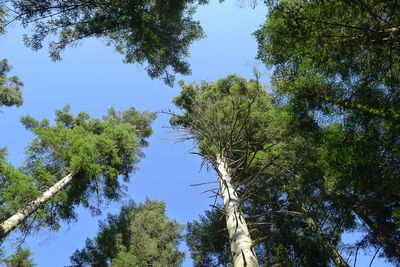 Low angle view of trees against sky