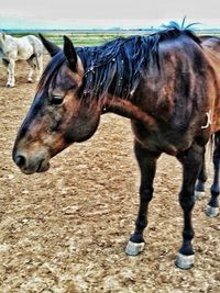 Side view of horse in ranch