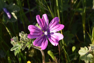 Close-up of pink flowering plant