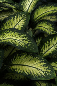 Full frame shot of fresh green leaves