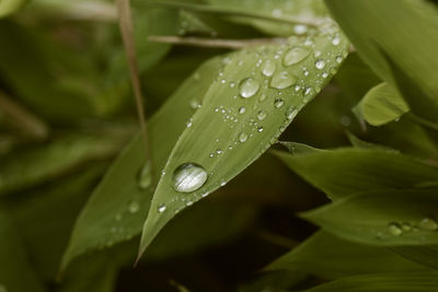 drop