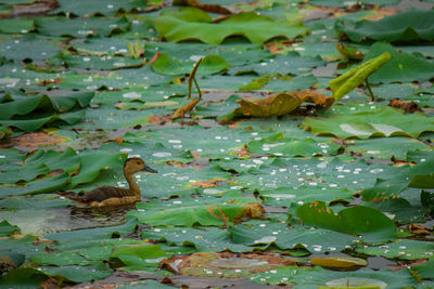 Close-up of lotus water lily in lake