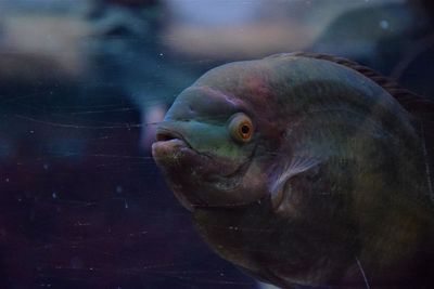 Close-up of fish swimming in aquarium