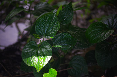 leaf