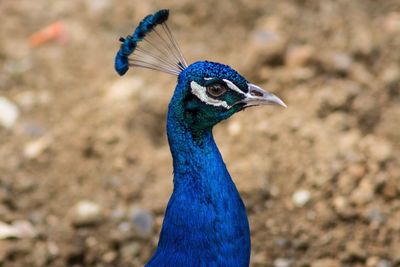 Close-up portrait of a peacock