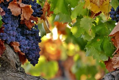 Grapes growing in vineyard