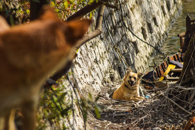 Dogs looking at each other