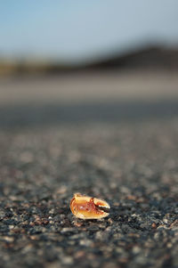 Close-up of shell on sand