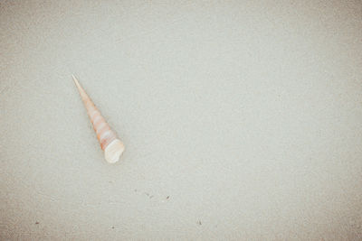 High angle view of shell on sand