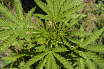 Close-up of fresh green plant