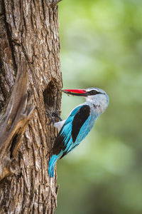 Close-up of bird perching on tree trunk