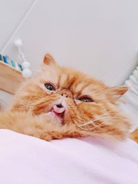 Portrait of cat lying down