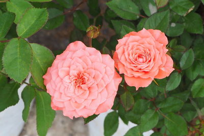 Close-up of rose blooming outdoors