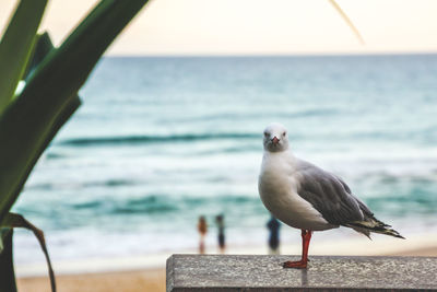 Seagull perching on shore against sea