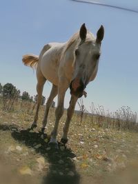 View of horse on field against sky