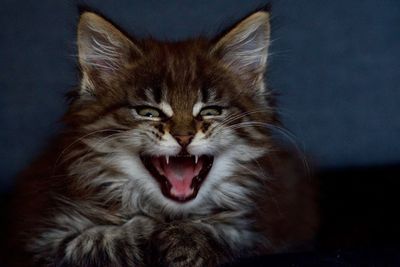 Close-up portrait of a cat