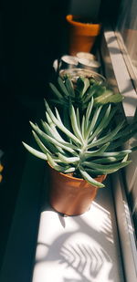 High angle view of potted plant on table