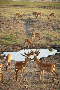 Herd of deer standing in water