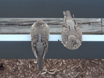 High angle view of mourning doves perching on railing