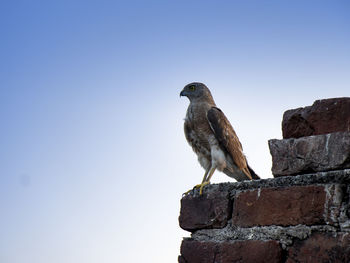 Low angle view of seagull perching on wall