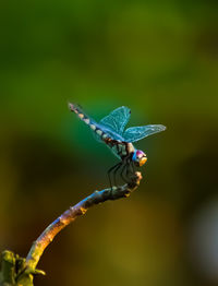 Close-up of butterfly on flower