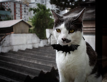 Portrait of a cat looking away