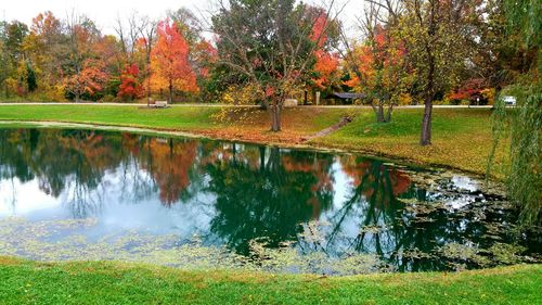 Reflection of trees in pond