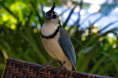 Beautiful bird from costa rica, with a nice toupee. tropical bird with blue wings