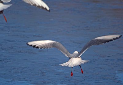 Seagulls flying in the sea