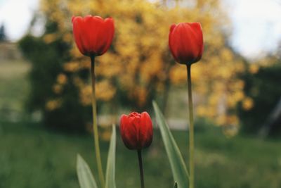 Close-up of red poppy blooming in field