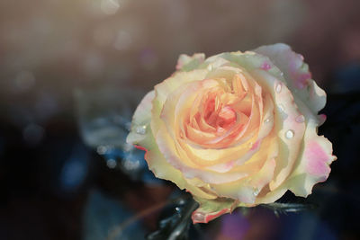 Close-up of fresh rose