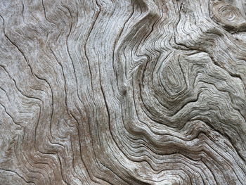 Close-up of tree trunk