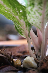 Close-up of succulent plant