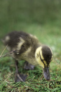 Close-up of a bird on field