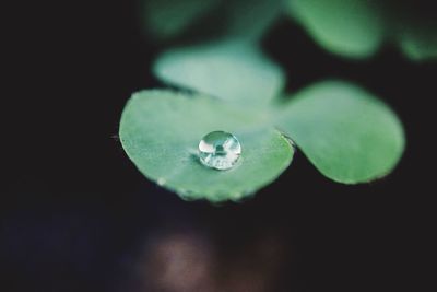 Close-up of water drops on leaf