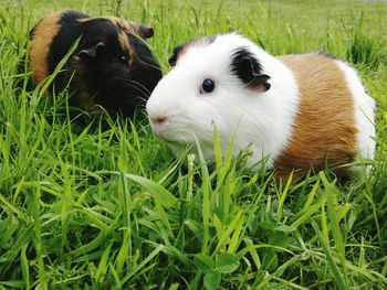 Close-up of guinea pigs on grassy field