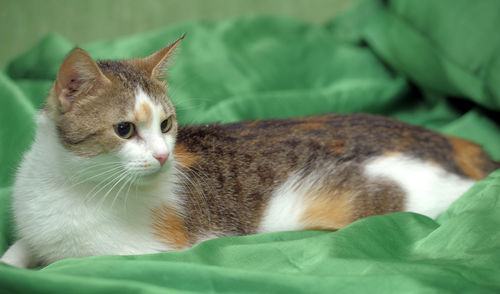 Cat relaxing on bed